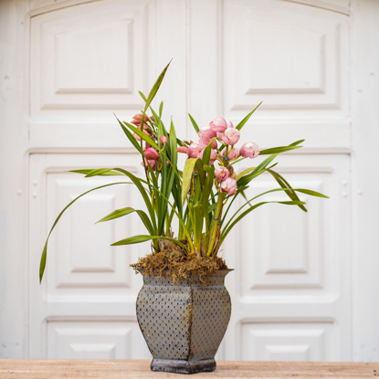 Imagem de Orquídea Cymbidium Décor