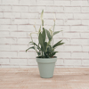 Imagem de Spathiphyllum Vaso Blue Antique