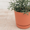 Imagem de Mini Rhipsalis Vaso Prato Acoplado